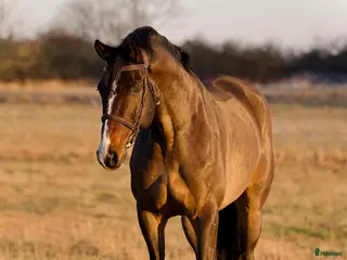 hästar VÄLSTAMMAD VALACK 🩵 - Annons 14
