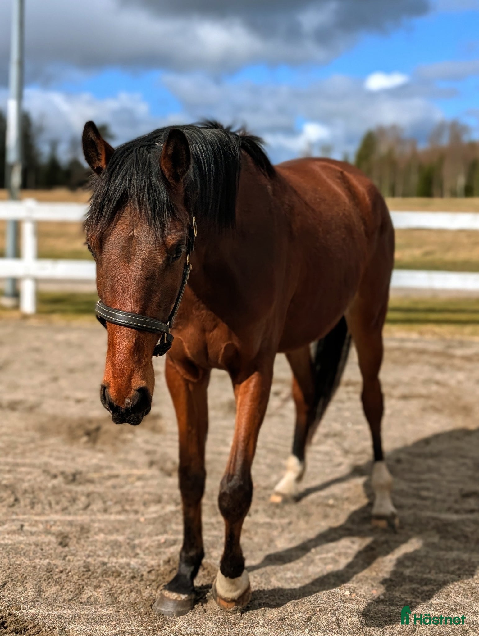  hästar Vacker valack  - Annons 2