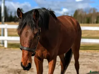 hästar Vacker valack - Annons 13