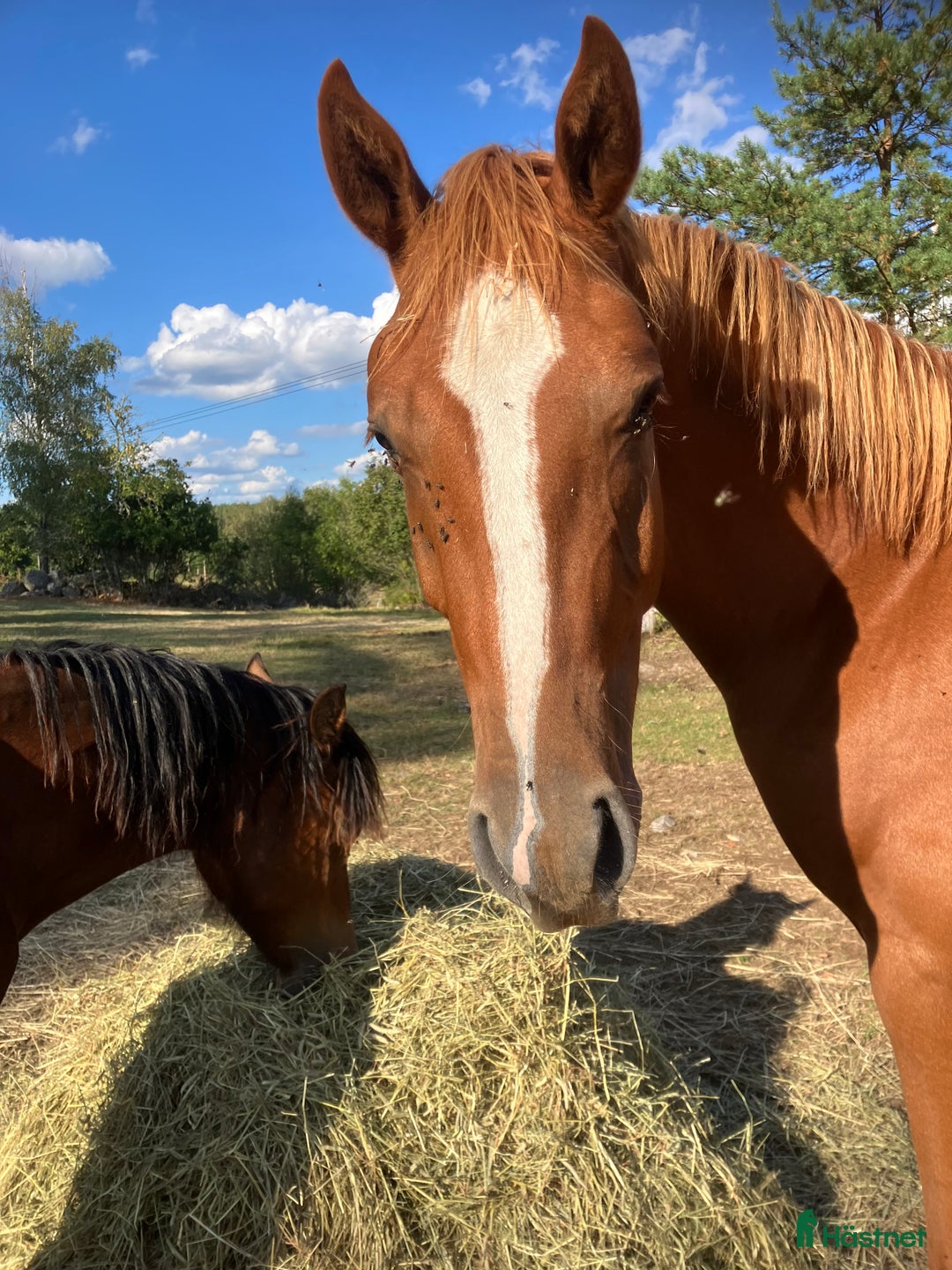 Hoppning hästar till salu: 2 åring SWB valack  i Hultsfred - Annons 1
