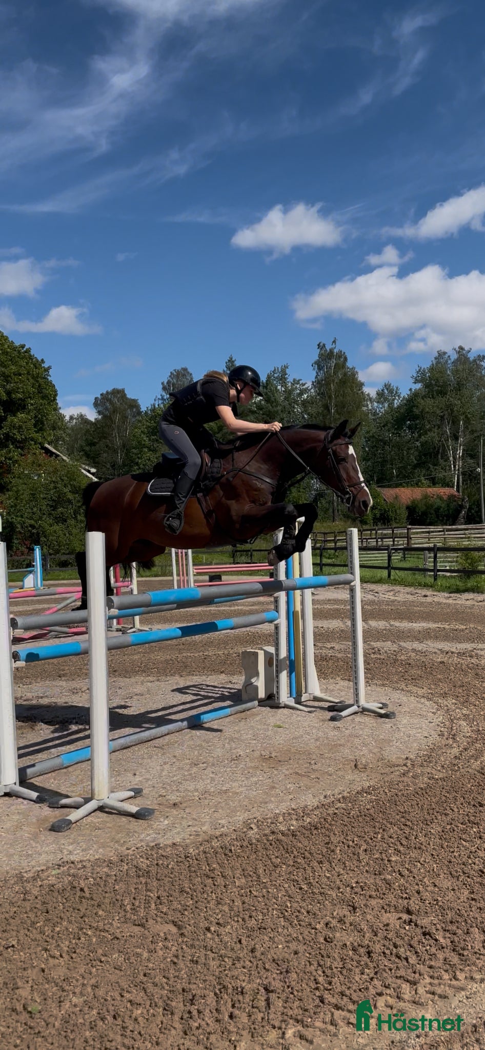  hästar Fin läromästare 🌟 - Annons 17