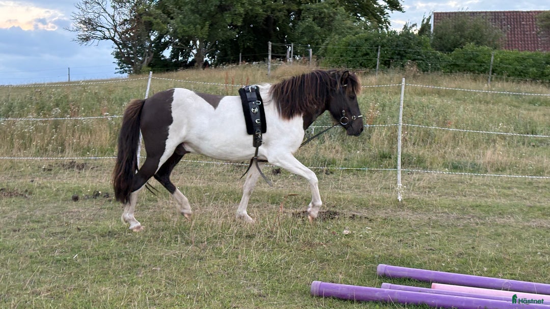 Allround hästar till salu: Framtida bästa vän i Ystad - Annons 1