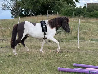 hästar Framtida bästa vän i Ystad - Annons 11