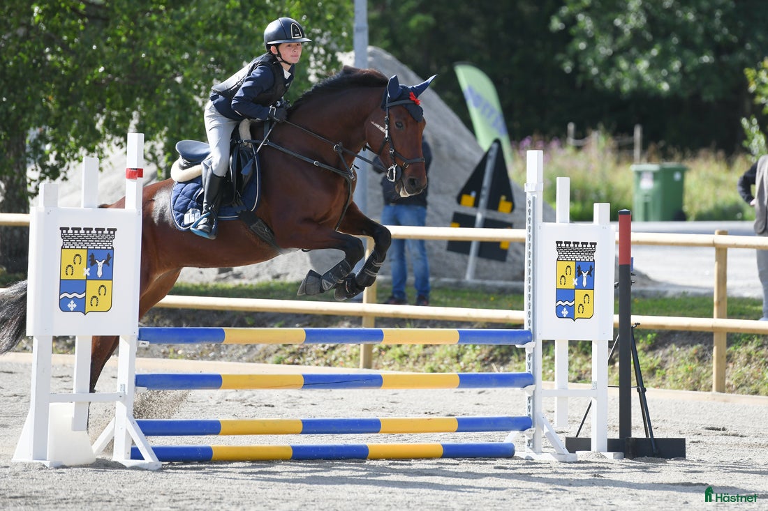 Allround hästar till salu: Trevlig lättsam häst till hobby/avel - Annons 1
