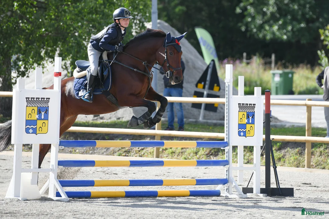 Allround hästar till salu: Trevlig lättsam häst till hobby/avel i Östersund - Annons 1