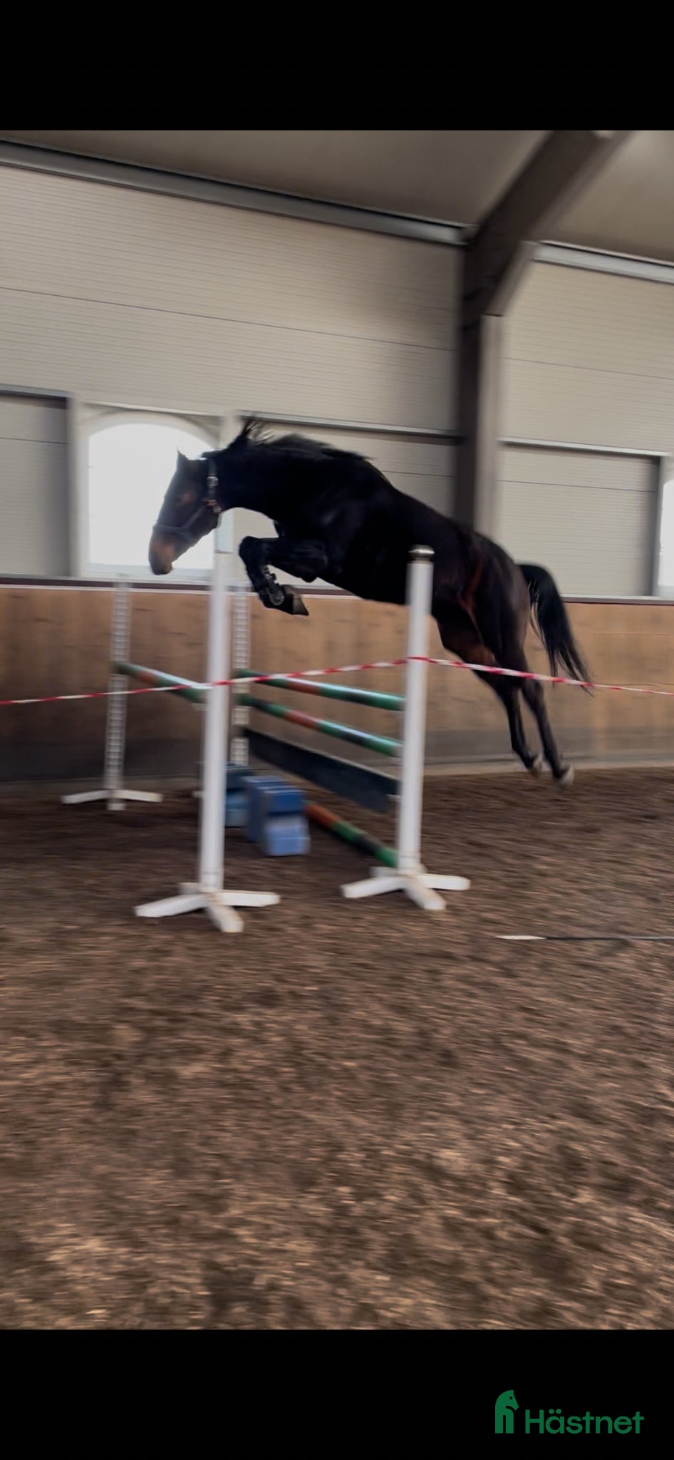  hästar Hopp/fälttävlans sto m coolt psyke  - Annons 2
