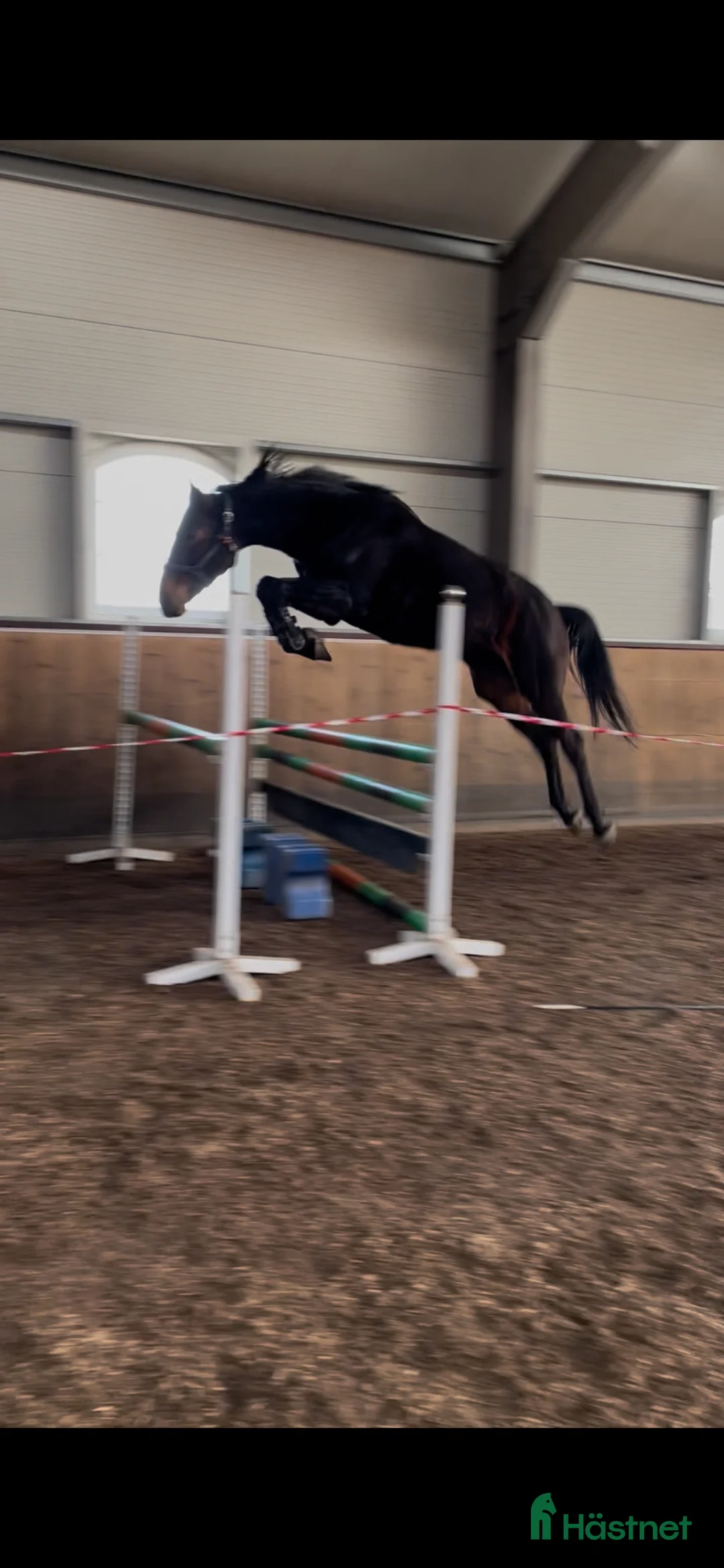 Hoppning hästar till salu: Hopp/fälttävlans sto m coolt psyke  - Annons 2