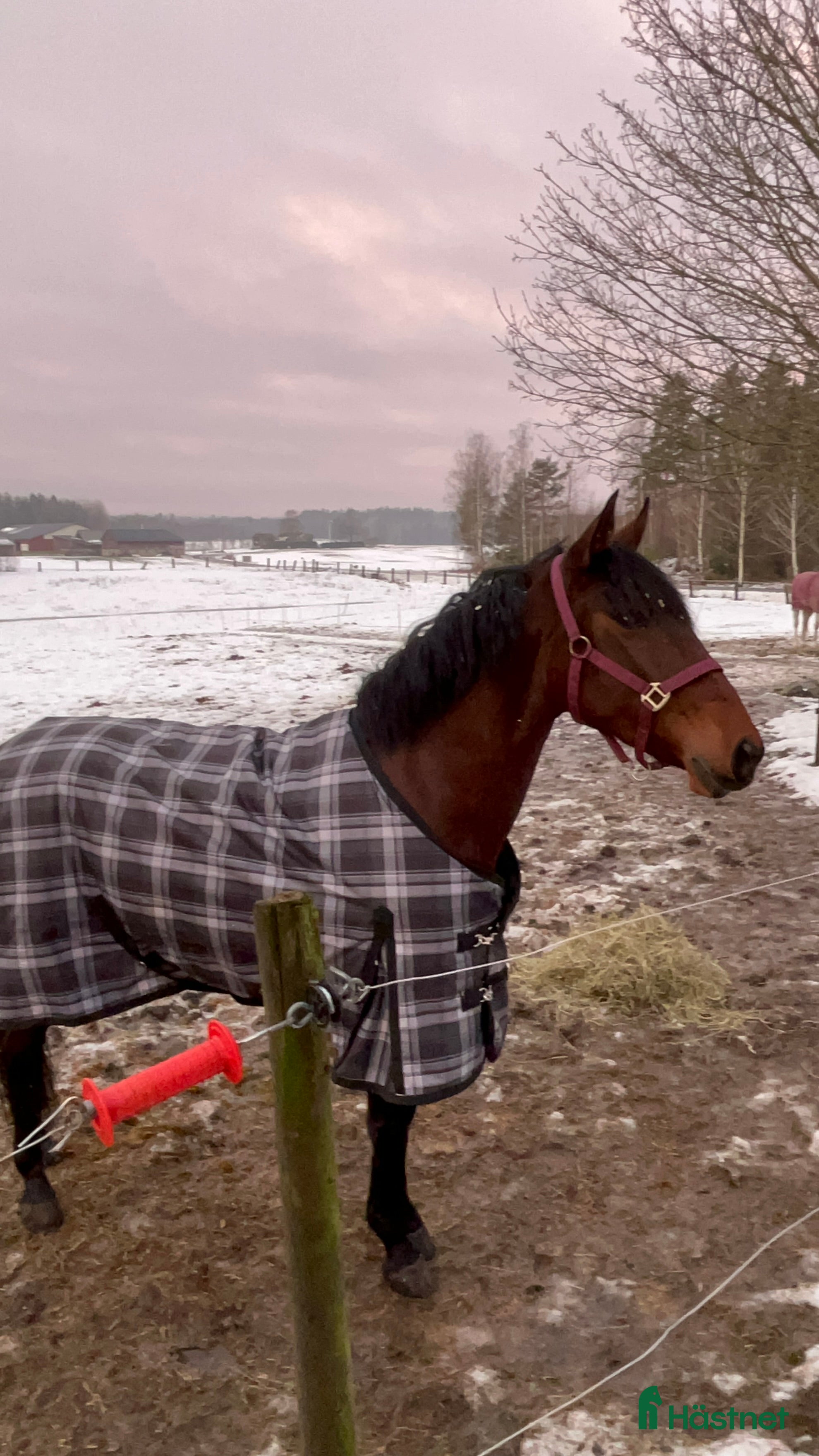  hästar Söker sällskapshäst i Valla - Annons 1