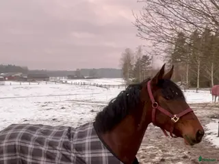 hästar Söker sällskapshäst i Valla - Annons 1