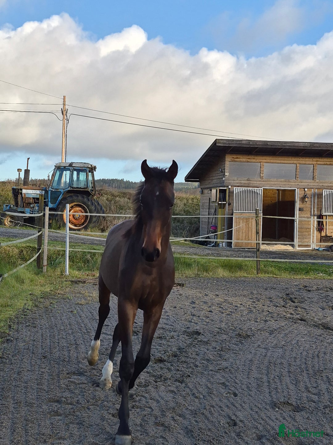 Dressyr hästar till salu: Otroligt social tjej i Horred - Annons 6