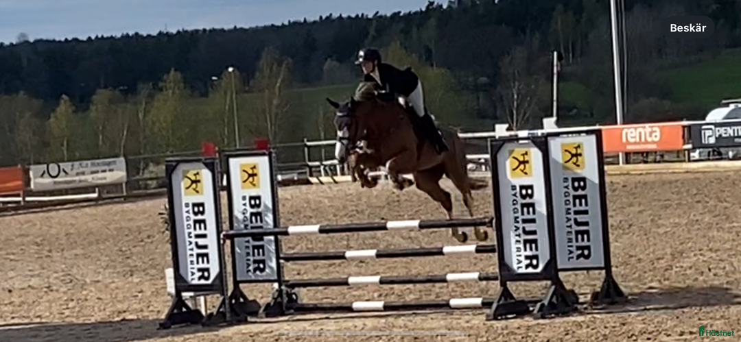 Hoppning hästar till salu: Framtidslöfte  i Västervik - Annons 2