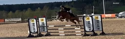 Hoppning hästar till salu: Framtidslöfte  i Västervik - Annons 2