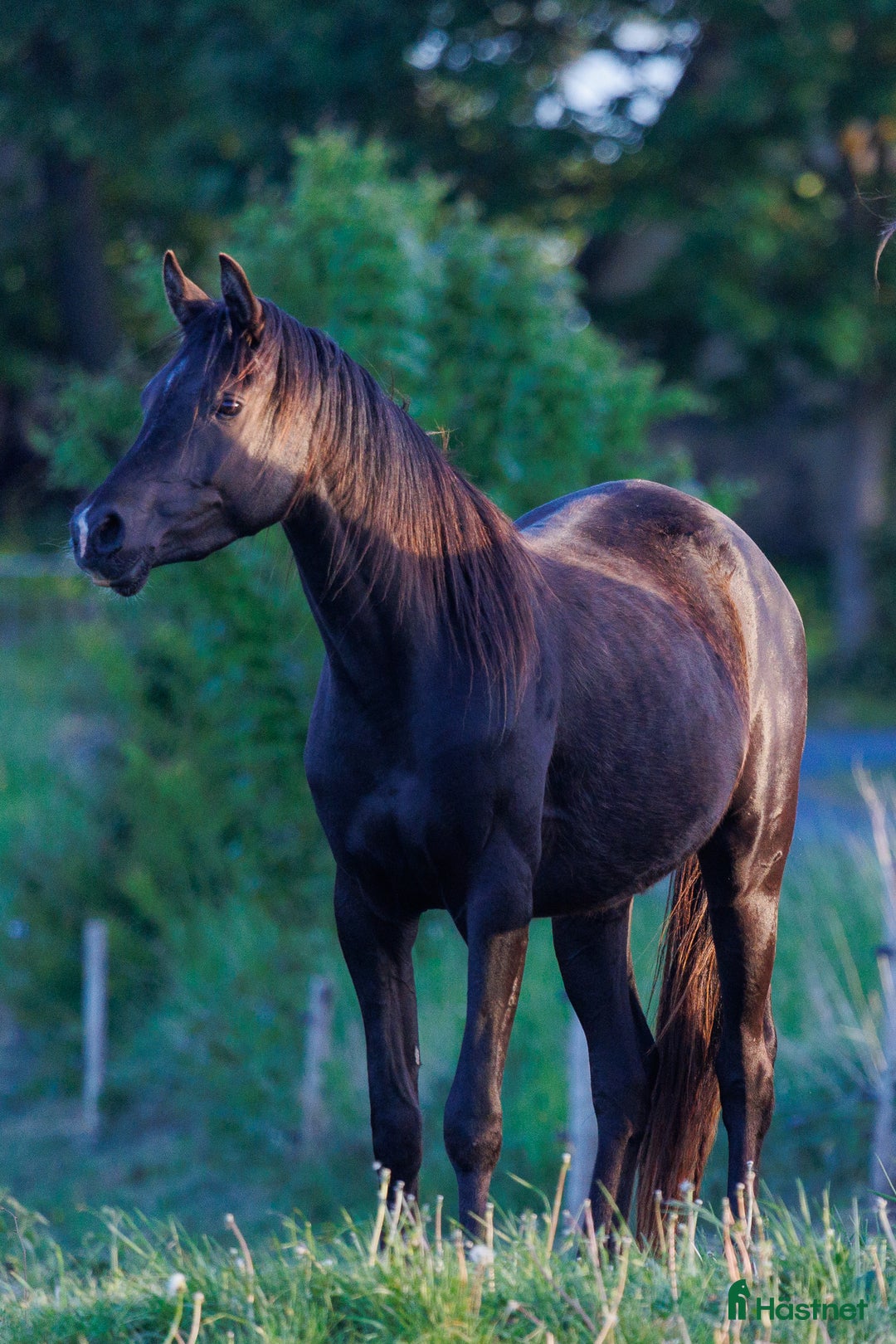 Avelshästar hästar till salu: Drömmen om en Svart Arabisk Häst i Hobro - Annons 2