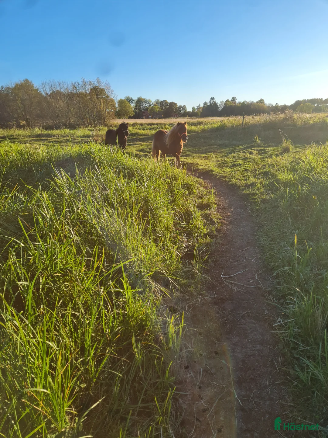  stallplats finnes: Box plats i Tensta Vattholma  - Annons 2