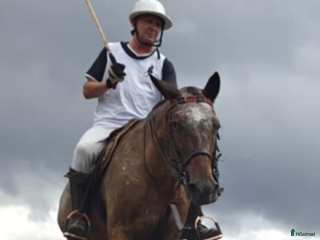 hästar Världens snällaste ponny i Sjöbo - Annons 12