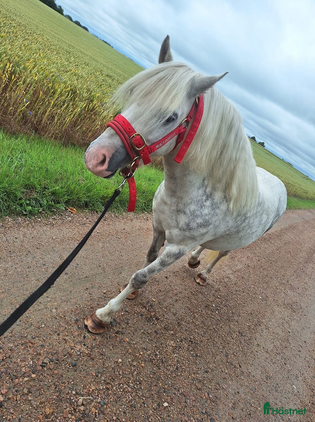 Allround hästar till salu: Welsh Mountain, sällskap/ridning  i Vellinge - Annons 2