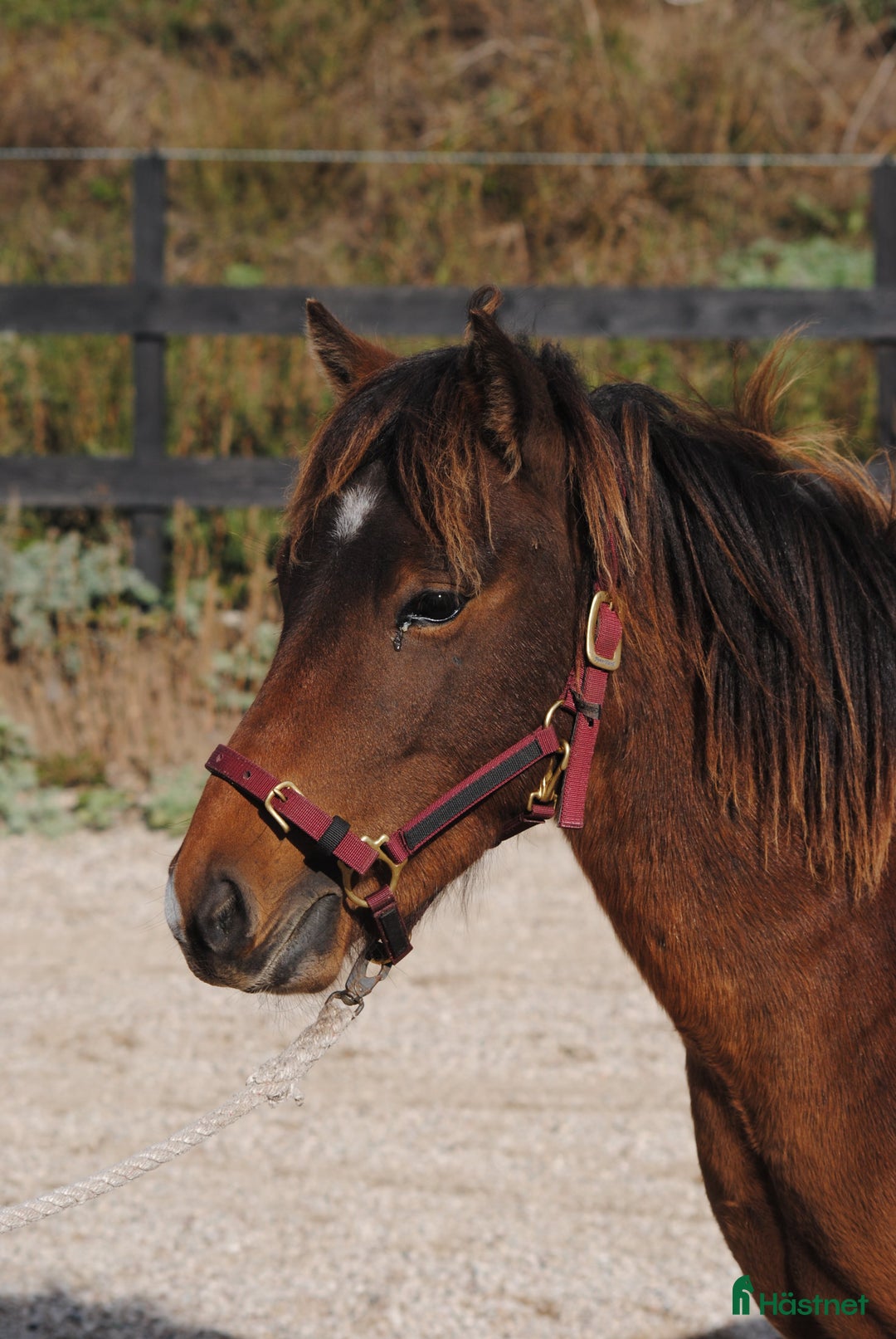 Körning hästar till salu: Trevlig okomplicerad unghäst  i Stånga - Annons 3