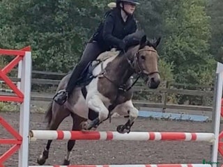 hästar Livsglad 17-åring i Vartofta - Annons 18