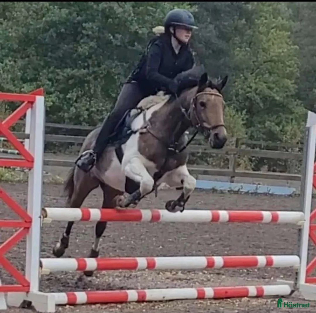 Allround hästar till salu: Livsglad 17-åring  i Vartofta - Annons 1