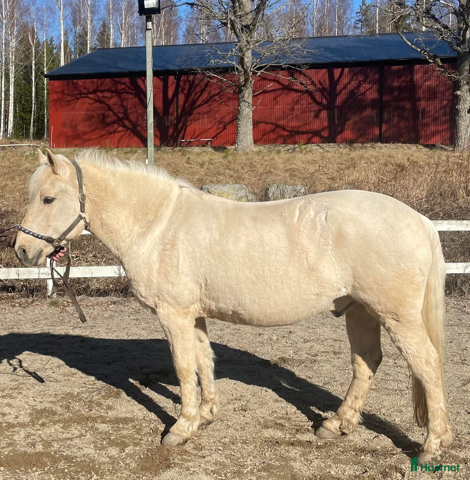  medryttarhäst finnes: Medryttare sökes till 2st hästar kat D, Nykvarn - Annons 2