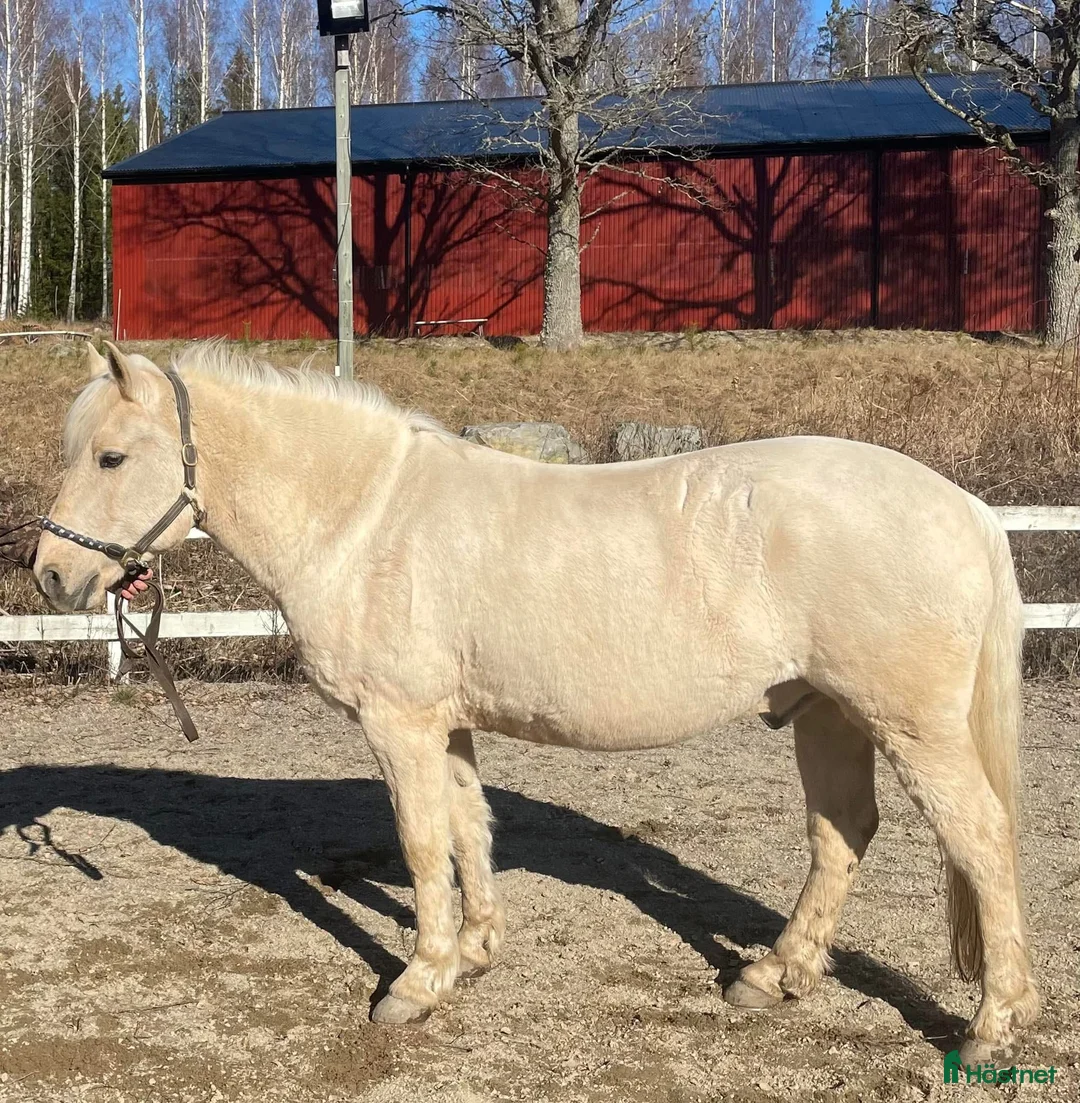  medryttarhäst finnes: Medryttare sökes till 2st hästar kat D, Nykvarn i Nykvarn - Annons 2