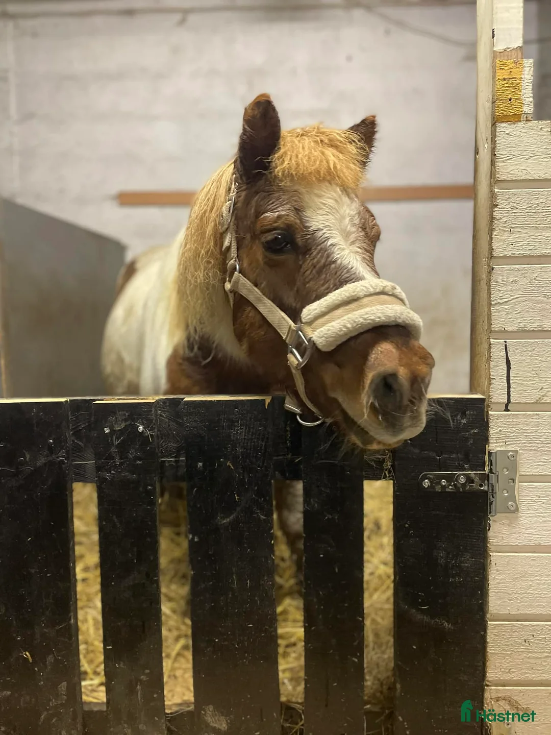 medryttarhäst finnes: Ponnys söker medryttare  i Mölnlycke - Annons 7