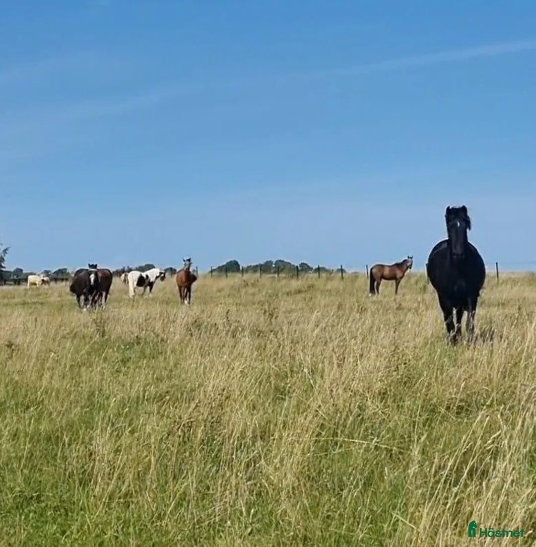 Galleribild {{count}}