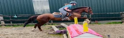 Allround hästar till salu: Lovely allrounder type 160cm - Annons 3