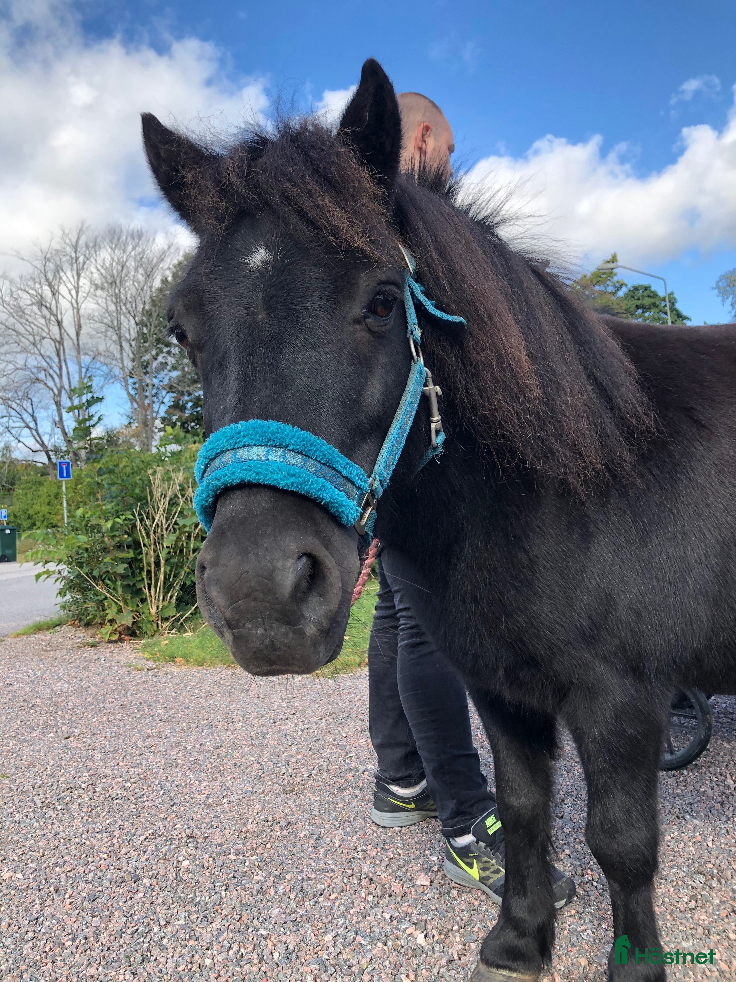  hästar Shettisvalack söker sällskap för foder el köp - Annons 1