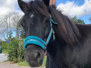 hästar Shettisvalack söker sällskap för foder el köp - Annons 1