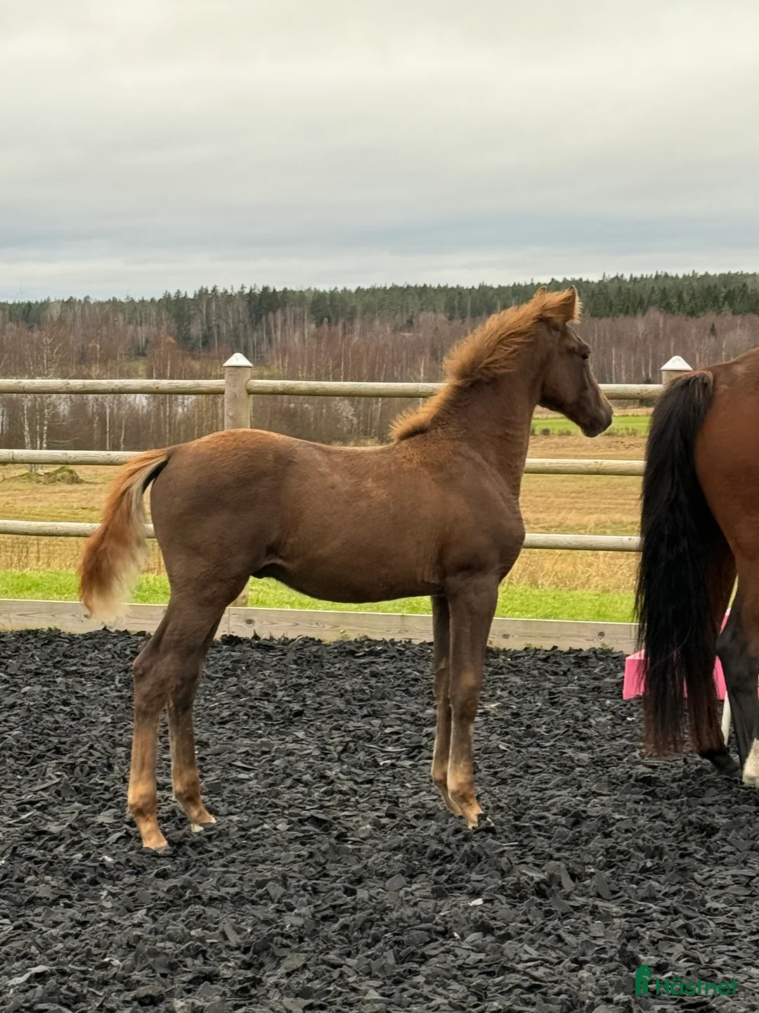 Dressyr hästar till salu: Åring med power för dressyr  - Annons 3