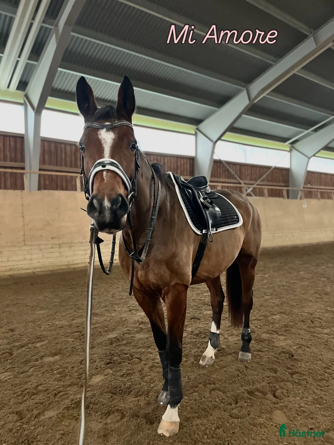 Dressyr hästar till salu: Sto med fin dressyr stam  i Forshaga - Annons 5