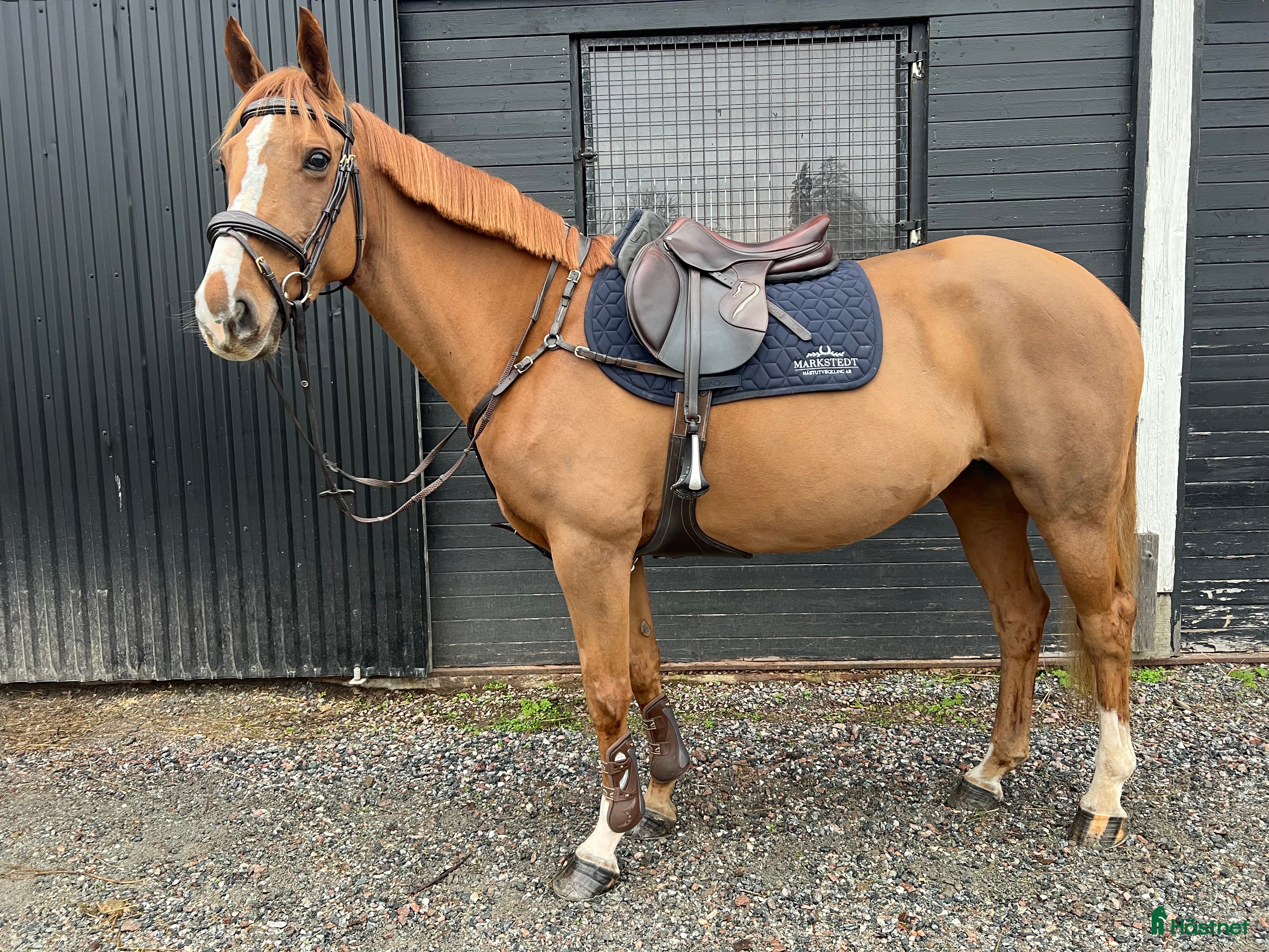  hästar Arbetsvillig och hoppglatt sto!  i Västerås - Annons 4