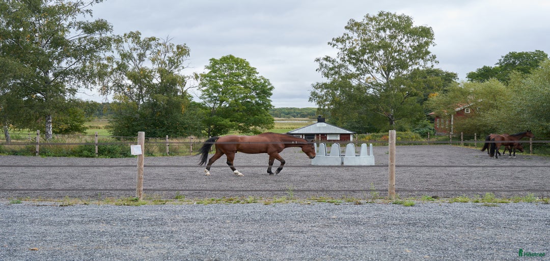 Galleribild {{count}}