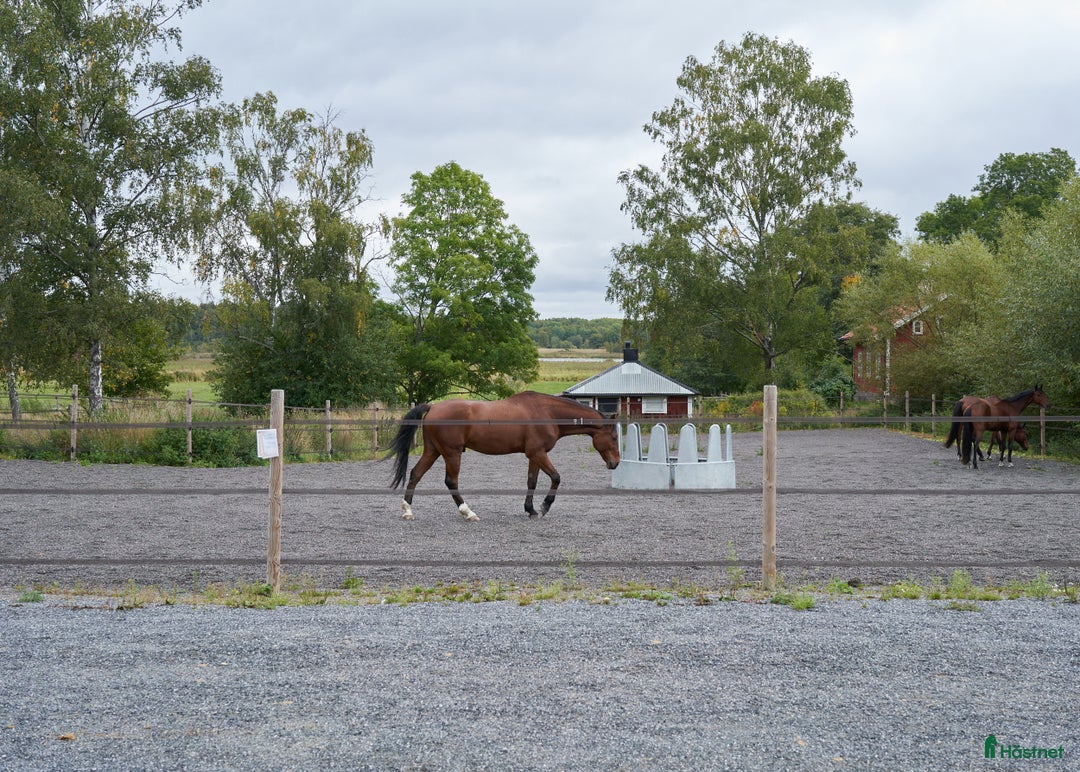 Galleribild {{count}}