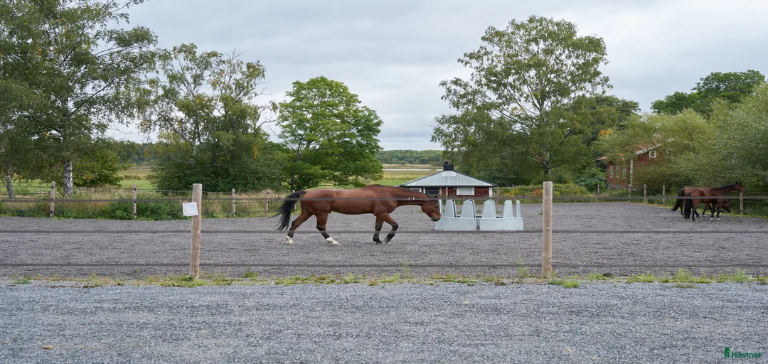 Galleribild {{count}}