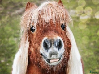 hästar Sökes - shettis till sällskap i Tyringe - Annons 1