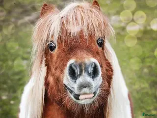 hästar Sökes - shettis till sällskap i Tyringe - Annons 8