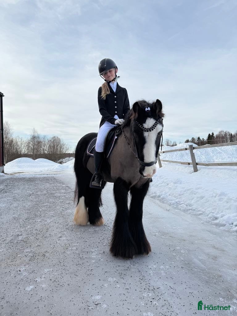  hästar Tiger söker nytt hem 🖤 - Annons 2