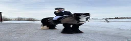 Allround hästar till salu: Tiger söker nytt hem 🖤 - Annons 1