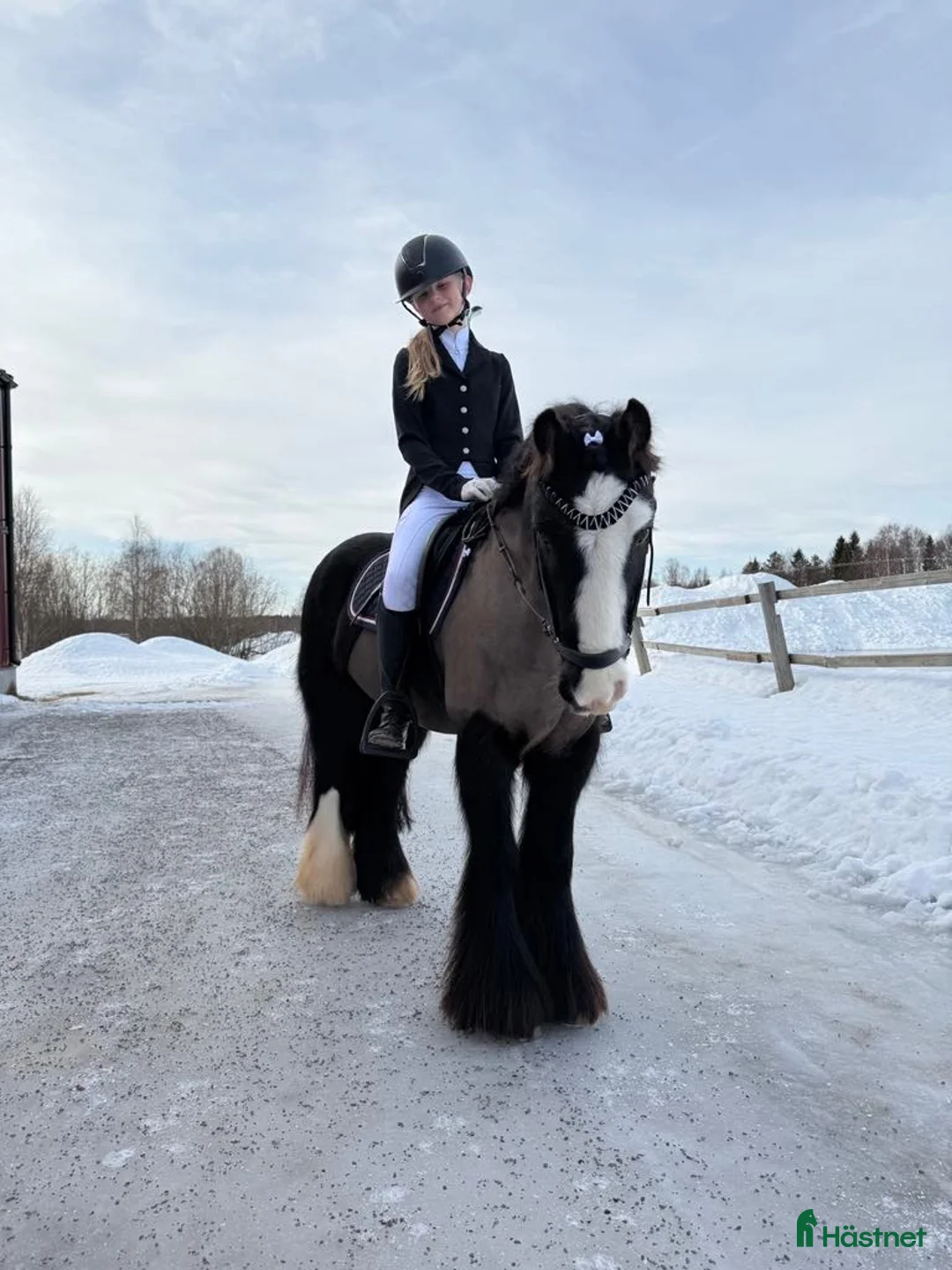 Allround hästar till salu: Tiger söker nytt hem 🖤 - Annons 1