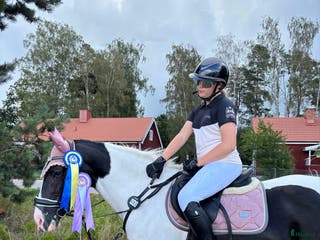 hästar Din egen prinsessa ❤️ - Annons 7