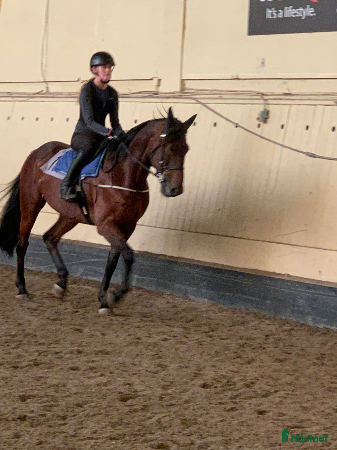 Allround hästar till salu: En riktig kompis i Genarp - Annons 4