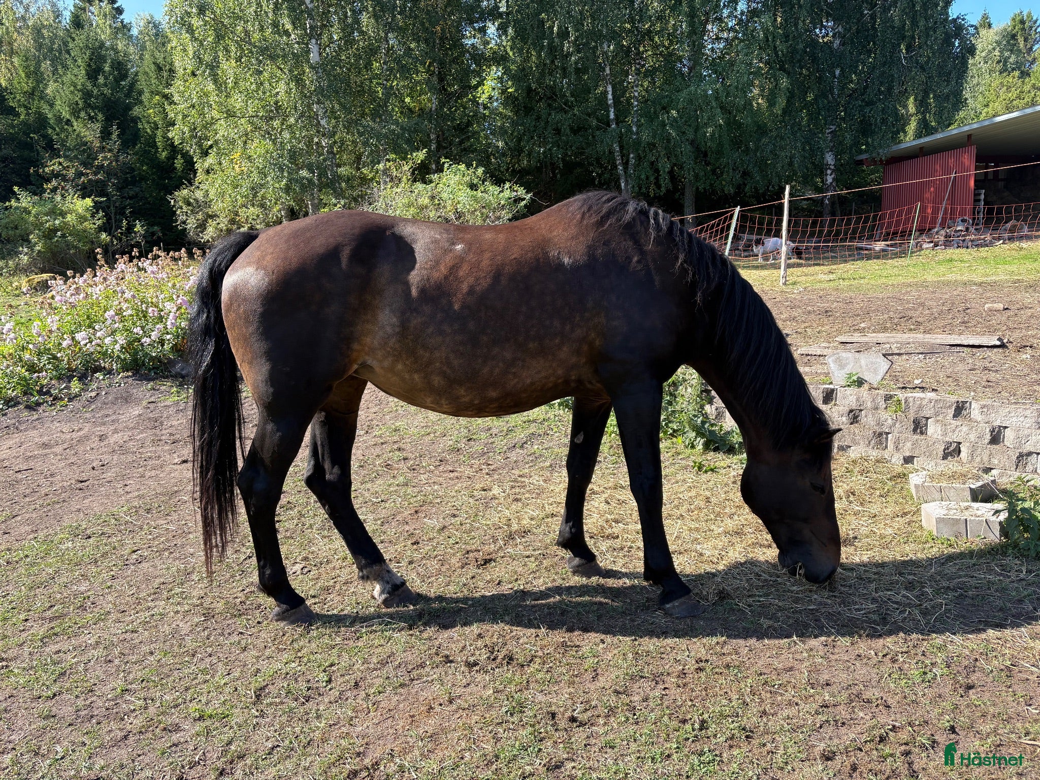  hästar Snällt sto - Annons 4