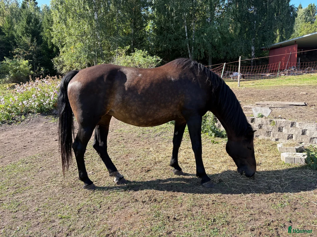 Allround hästar till salu: Snällt sto - Annons 1
