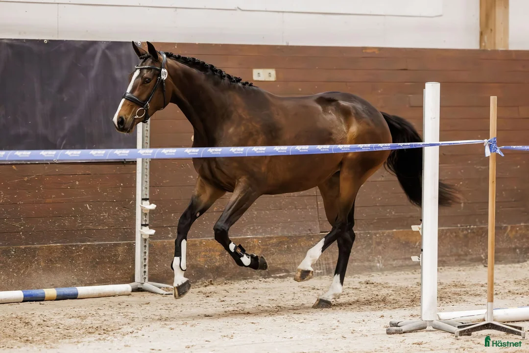 Allround hästar till salu: Lovande 3-åring med stort hjärta i Västerås - Annons 3