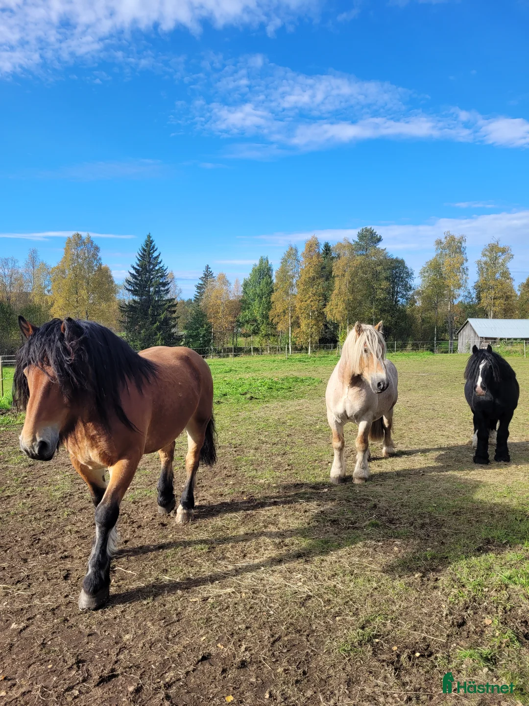 Galleribild {{count}}