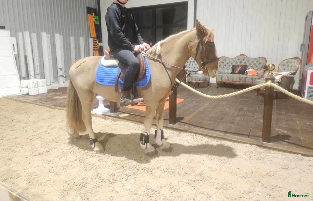 Allround hästar till salu: Underbar bästa vän! i Lindesberg - Annons 3
