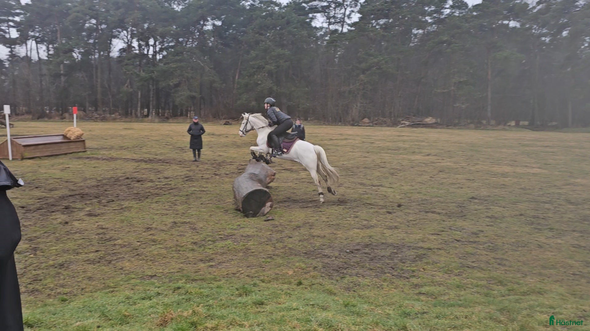  hästar Super ponny som har vad du behöver🌟 - Annons 4