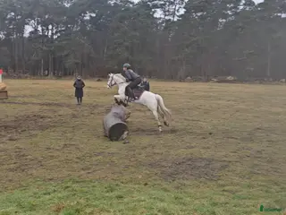 hästar Super ponny som har vad du behöver🌟 - Annons 4